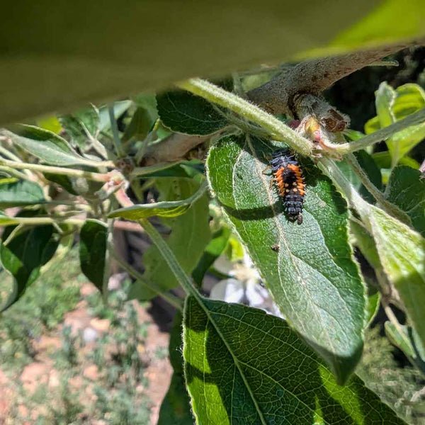 ¿Primera vez usando larvas de mariquitas? Todo lo que necesitas saber