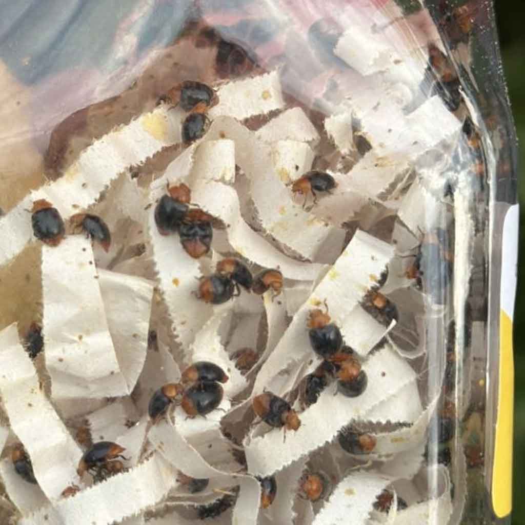 Mariquita de la cochinilla | Cryptolaemus montrouzieri