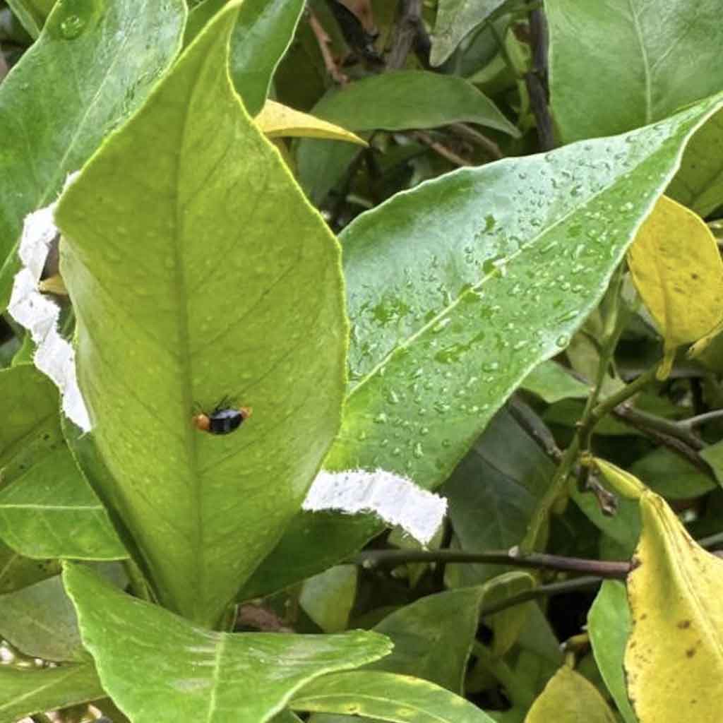 Mariquita de la cochinilla | Cryptolaemus montrouzieri