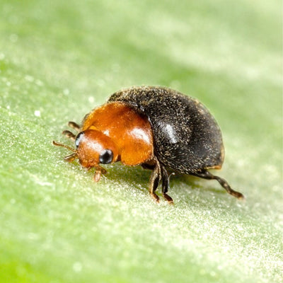 Mariquita de la cochinilla | Cryptolaemus montrouzieri