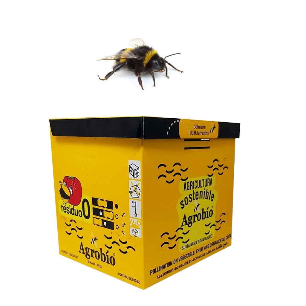 Colmena de Invierno | Abejorros polinizadores (Bombus terrestris)