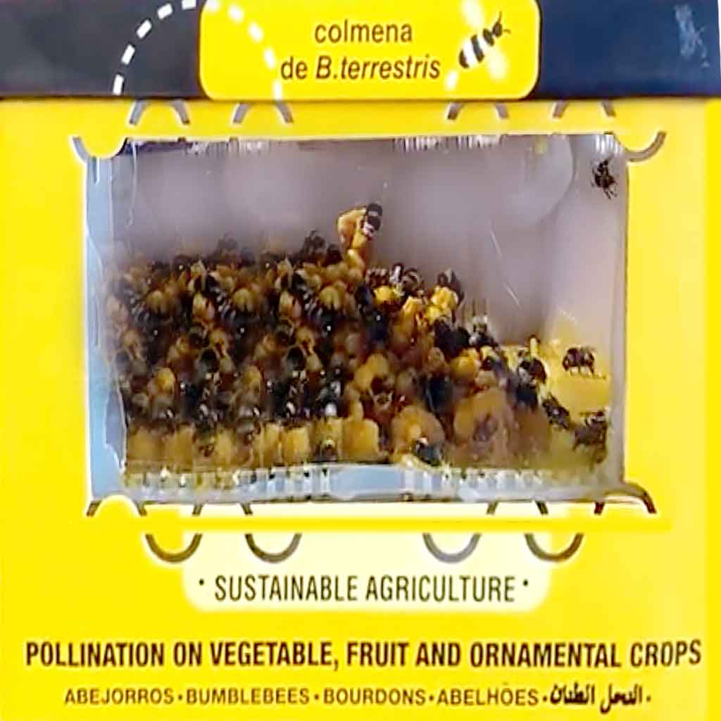 Colmena de Invierno | Abejorros polinizadores (Bombus terrestris)