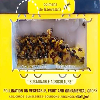 Colmena de Invierno | Abejorros polinizadores (Bombus terrestris)